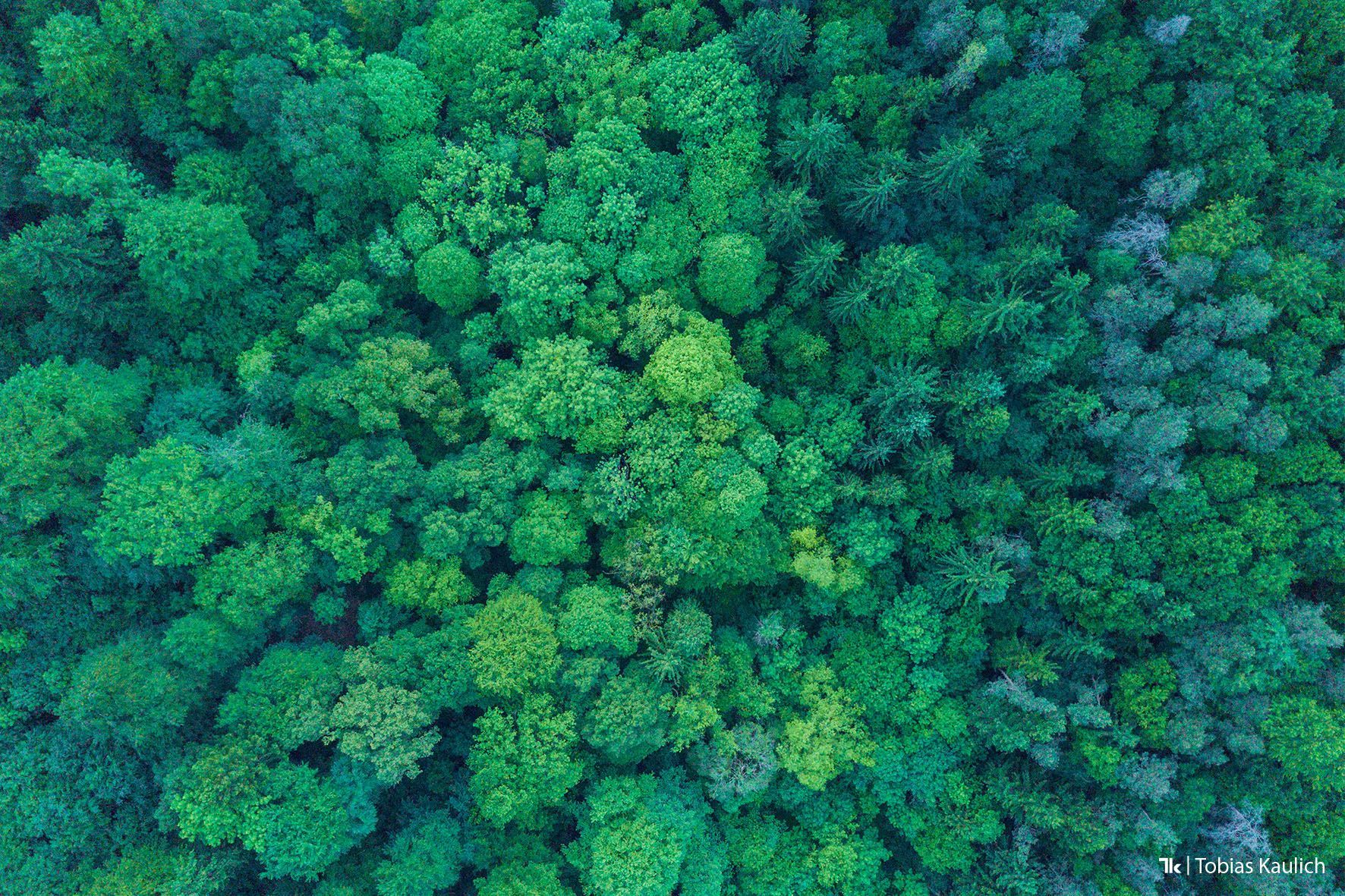 Wald - ©Tobias Kaulich